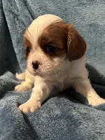 Missy, a female Cavalier King Charles Spaniel for sale in Yantis, TX – Photo 5 of 9