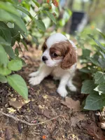Missy, a female Cavalier King Charles Spaniel for sale in Yantis, TX – Photo 3 of 9