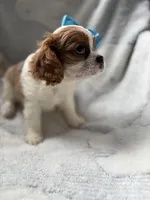 Missy, a female Cavalier King Charles Spaniel for sale in Yantis, TX – Photo 9 of 9