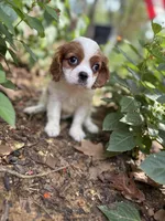Missy, a female Cavalier King Charles Spaniel for sale in Yantis, TX – Photo 1 of 9
