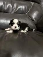 Ollie, a male Cavalier King Charles Spaniel for sale in Yantis, TX – Photo 2 of 7