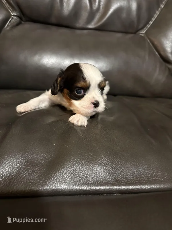 Ollie, a male Cavalier King Charles Spaniel for sale in Yantis, TX – Photo 1 of 7