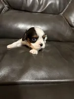 Ollie, a male Cavalier King Charles Spaniel for sale in Yantis, TX – Photo 1 of 7