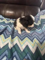 Chsrley, a male Cavalier King Charles Spaniel for sale in Yantis, TX – Photo 2 of 5