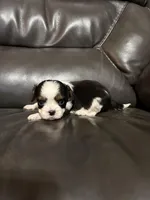 Ollie, a male Cavalier King Charles Spaniel for sale in Yantis, TX – Photo 3 of 7