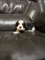 Ollie, a male Cavalier King Charles Spaniel for sale in Yantis, TX – Photo 4 of 7