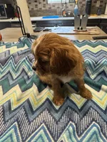 Lillie, a female Cavalier King Charles Spaniel for sale in Yantis, TX – Photo 3 of 5
