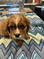Lillie, a female Cavalier King Charles Spaniel for sale in Yantis, TX – Photo 2 of 5