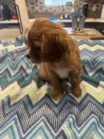 Lillie, a female Cavalier King Charles Spaniel for sale in Yantis, TX – Photo 5 of 5