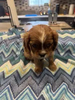 Lillie, a female Cavalier King Charles Spaniel for sale in Yantis, TX – Photo 4 of 5