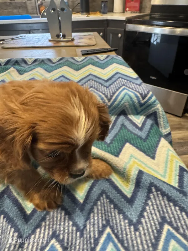 Lillie – Cavalier King Charles Spaniel puppy for sale in Yantis, TX