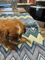 Lillie, a female Cavalier King Charles Spaniel for sale in Yantis, TX – Photo 1 of 5