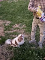 Bobby, a male Cavalier King Charles Spaniel for sale in Yantis, TX – Photo 5 of 5