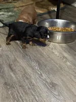 Bobby, a male Cavalier King Charles Spaniel for sale in Yantis, TX – Photo 3 of 5