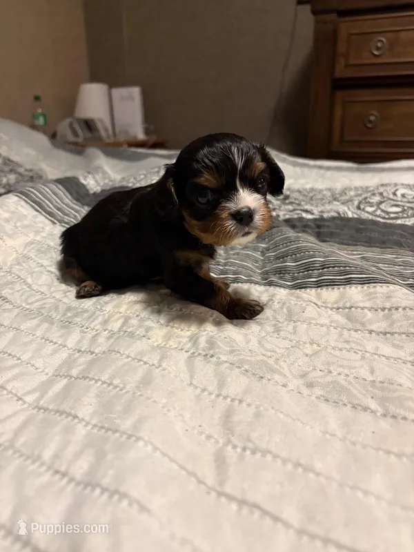 Bobby, a male Cavalier King Charles Spaniel for sale in Yantis, TX – Photo 1 of 5