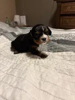 Bobby, a male Cavalier King Charles Spaniel for sale in Yantis, TX – Photo 1 of 5