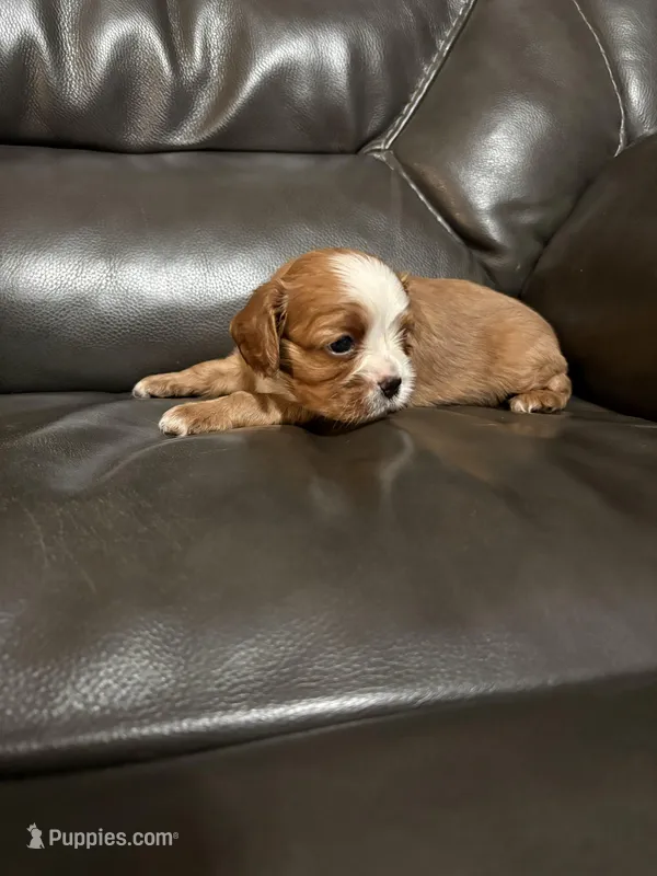 Bella, a female Cavalier King Charles Spaniel for sale in Yantis, TX – Photo 1 of 5