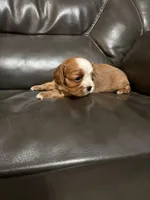 Bella, a female Cavalier King Charles Spaniel for sale in Yantis, TX – Photo 1 of 5