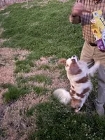 Bella, a female Cavalier King Charles Spaniel for sale in Yantis, TX – Photo 5 of 5