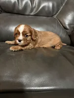 Bella, a female Cavalier King Charles Spaniel for sale in Yantis, TX – Photo 2 of 5