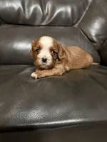 Rudy, a male Cavalier King Charles Spaniel for sale in Yantis, TX – Photo 2 of 5