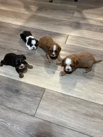 Rudy, a male Cavalier King Charles Spaniel for sale in Yantis, TX – Photo 3 of 5