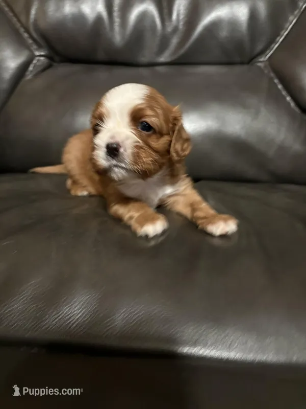 Rudy, a male Cavalier King Charles Spaniel for sale in Yantis, TX – Photo 1 of 5