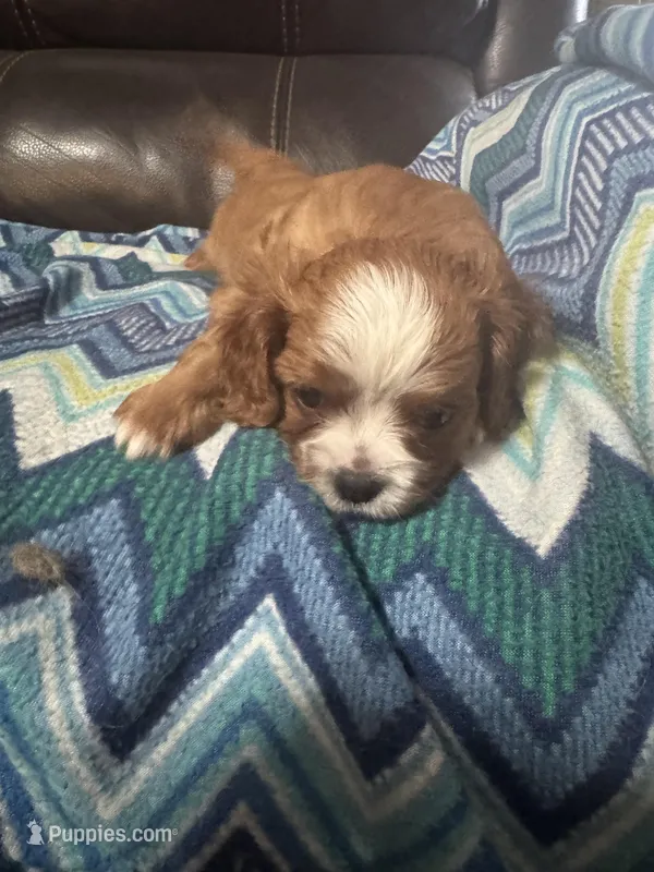 Rudy – Cavalier King Charles Spaniel puppy for sale in Yantis, TX