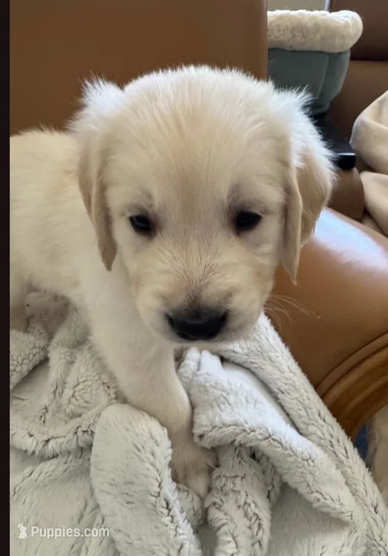Green - pure golden retriever  – Golden Retriever puppy for sale in Phoenix, AZ