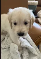 Green - pure golden retriever , a male Golden Retriever for sale in Phoenix, AZ – 1 of 1