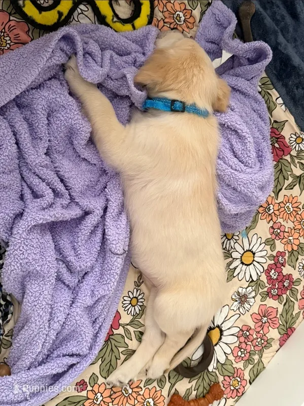 Blue - akc golden retriever  – Golden Retriever puppy for sale in Phoenix, AZ