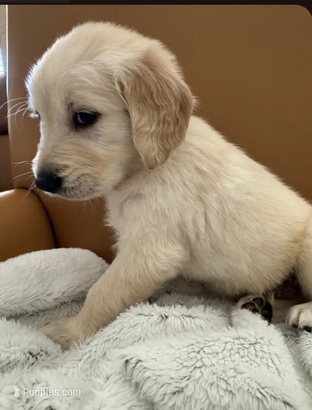 Black - pure golden retriever  – Golden Retriever puppy for sale in Phoenix, AZ
