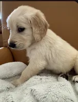 Black - pure golden retriever , a male Golden Retriever for sale in Phoenix, AZ – 1 of 1