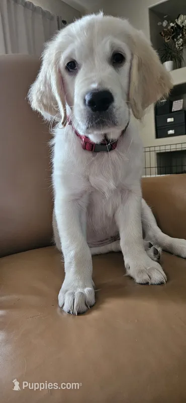 Red - akc golden retriever puppy – Golden Retriever puppy for sale in Phoenix, AZ