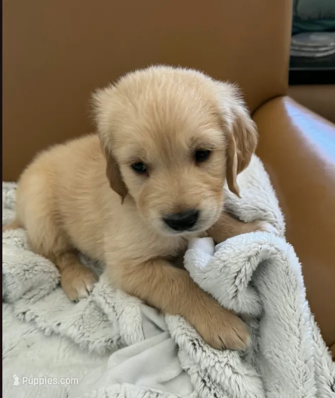Lavendar - pure golden retriever  – Golden Retriever puppy for sale in Phoenix, AZ