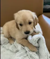 Lavendar - pure golden retriever , a male Golden Retriever for sale in Phoenix, AZ – 1 of 1