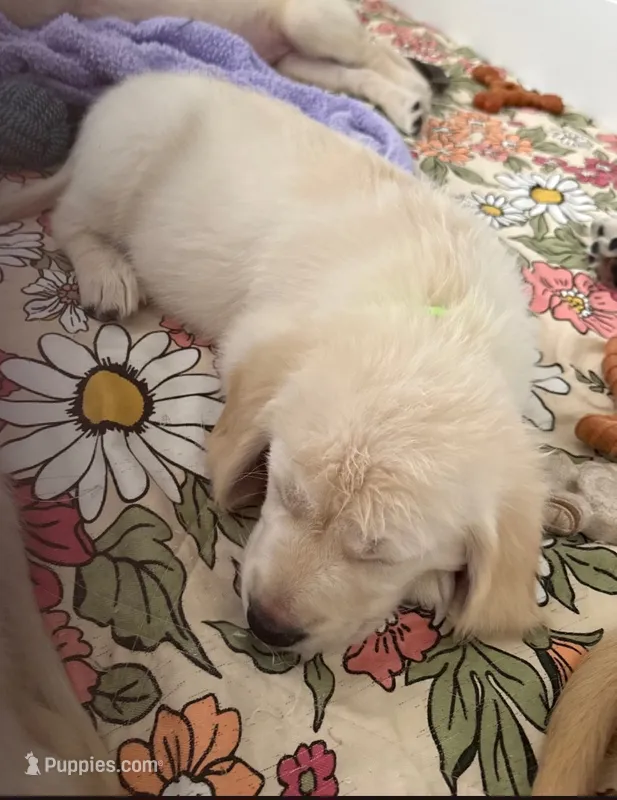 Lime Green - akc golden retriever  – Golden Retriever puppy for sale in Phoenix, AZ