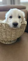 Red - akc golden retriever puppy, a male Golden Retriever for sale in Phoenix, AZ – 2 of 3