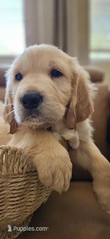 Lavendar - akc golden retriever  – Golden Retriever puppy for sale in Phoenix, AZ