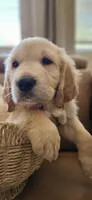 Lavendar - akc golden retriever , a male Golden Retriever for sale in Phoenix, AZ – 1 of 3