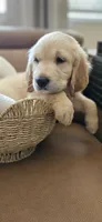 Lavendar - akc golden retriever , a male Golden Retriever for sale in Phoenix, AZ – 3 of 3