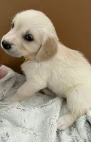 Yellow - pure golden retriever , a female Golden Retriever for sale in Phoenix, AZ – 1 of 1
