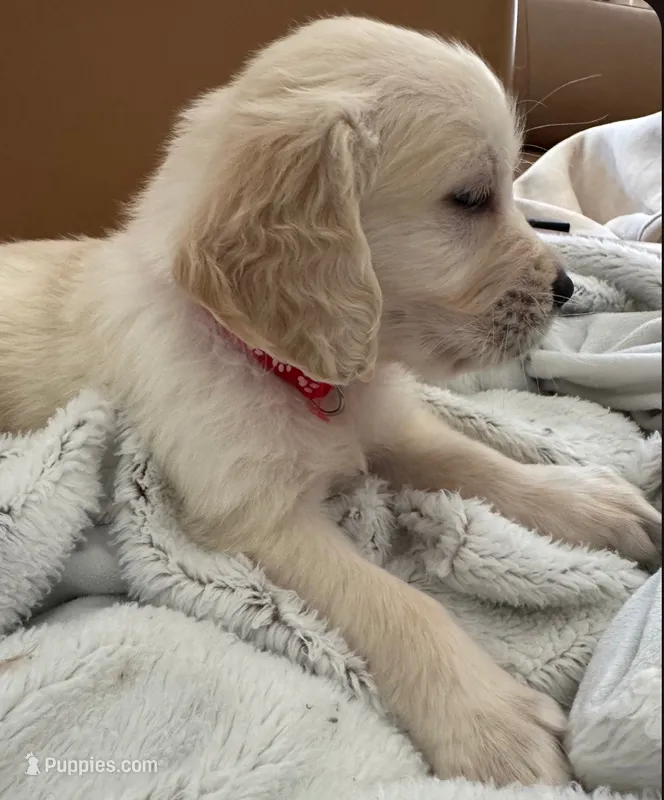 Red - pure golden retriever puppy – Golden Retriever puppy for sale in Phoenix, AZ