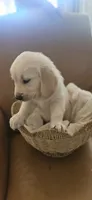 Lime Green - akc golden retriever , a male Golden Retriever for sale in Phoenix, AZ – 2 of 2