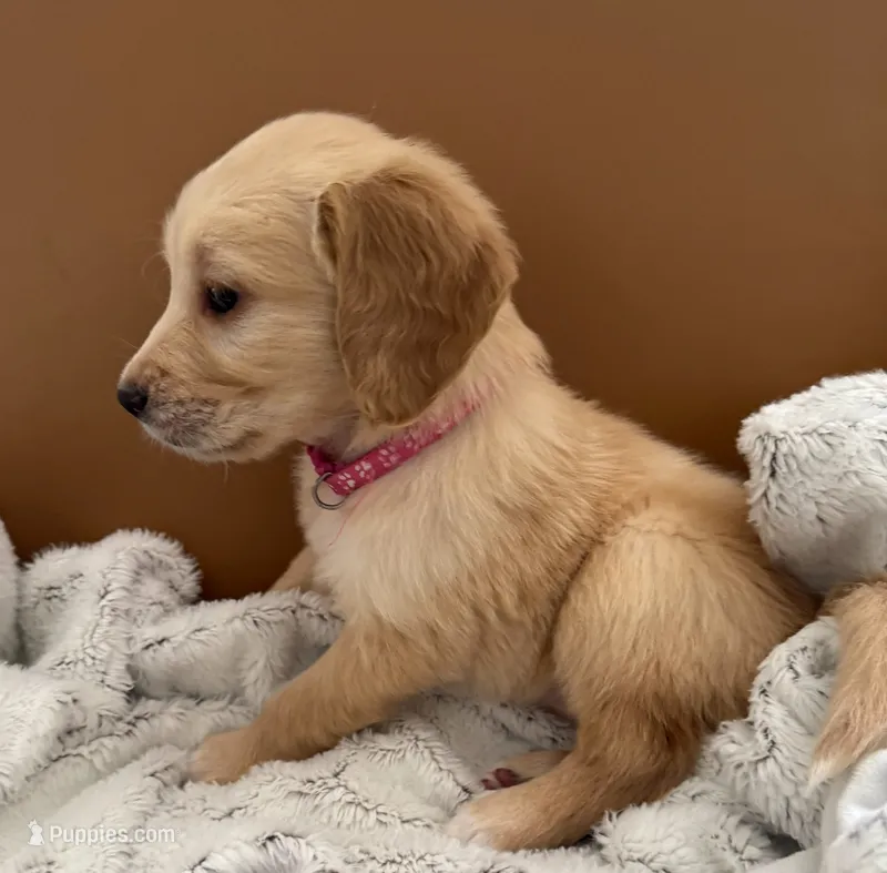 Pink - pure golden retriever  – Golden Retriever puppy for sale in Phoenix, AZ