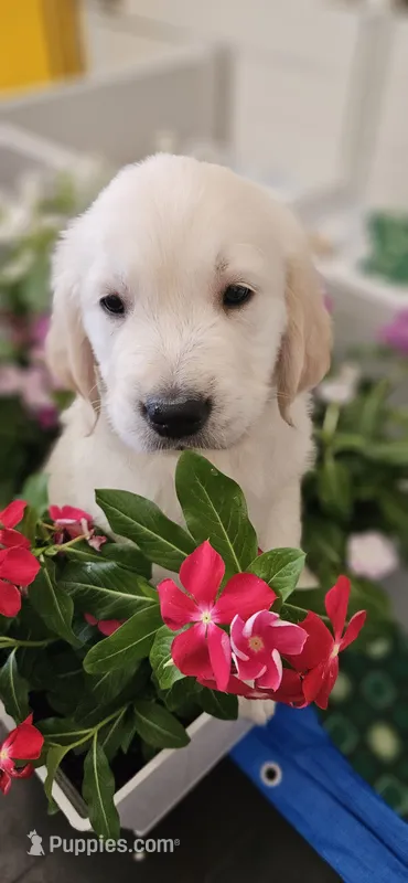 Green - akc golden retriever  – Golden Retriever puppy for sale in Phoenix, AZ