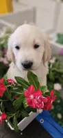 Green - akc golden retriever , a male Golden Retriever for sale in Phoenix, AZ – 1 of 2
