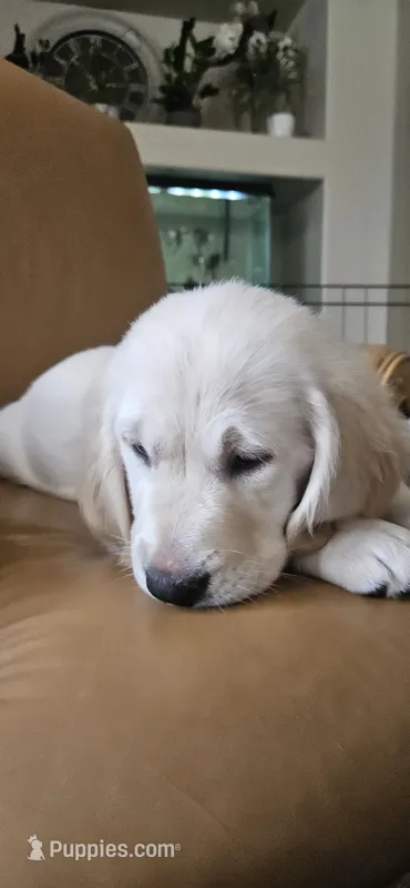 Lime Green - akc golden retriever – Golden Retriever puppy for sale in Phoenix, AZ