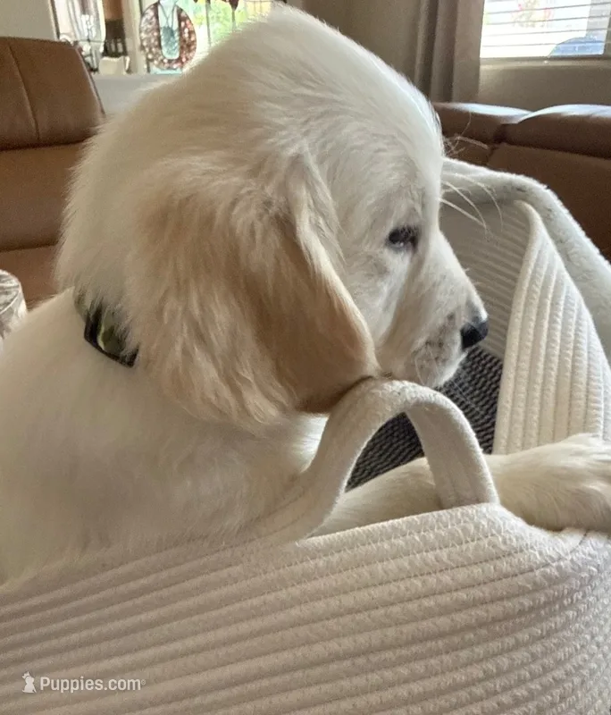 Green - akc golden retriever  – Golden Retriever puppy for sale in Phoenix, AZ