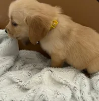 Lt. Yellow - pure golden retriever , a female Golden Retriever for sale in Phoenix, AZ – 1 of 1
